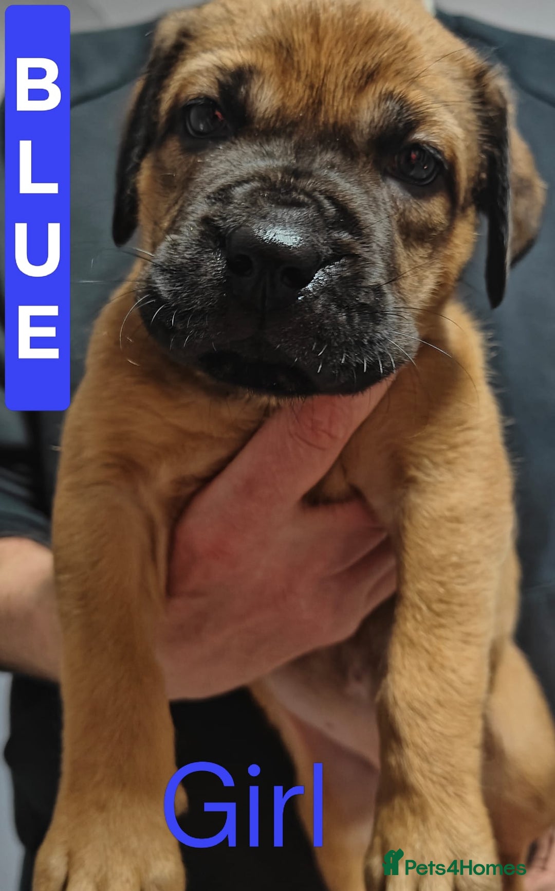 Mixed Breed dogs for sale: Dogue de Bordeaux cross presa canario  - Advert 10