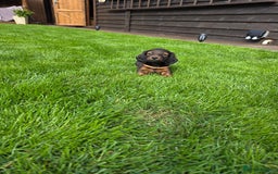 Dachshund dogs for sale: Red long-haired standard dachshund puppies - Image 16