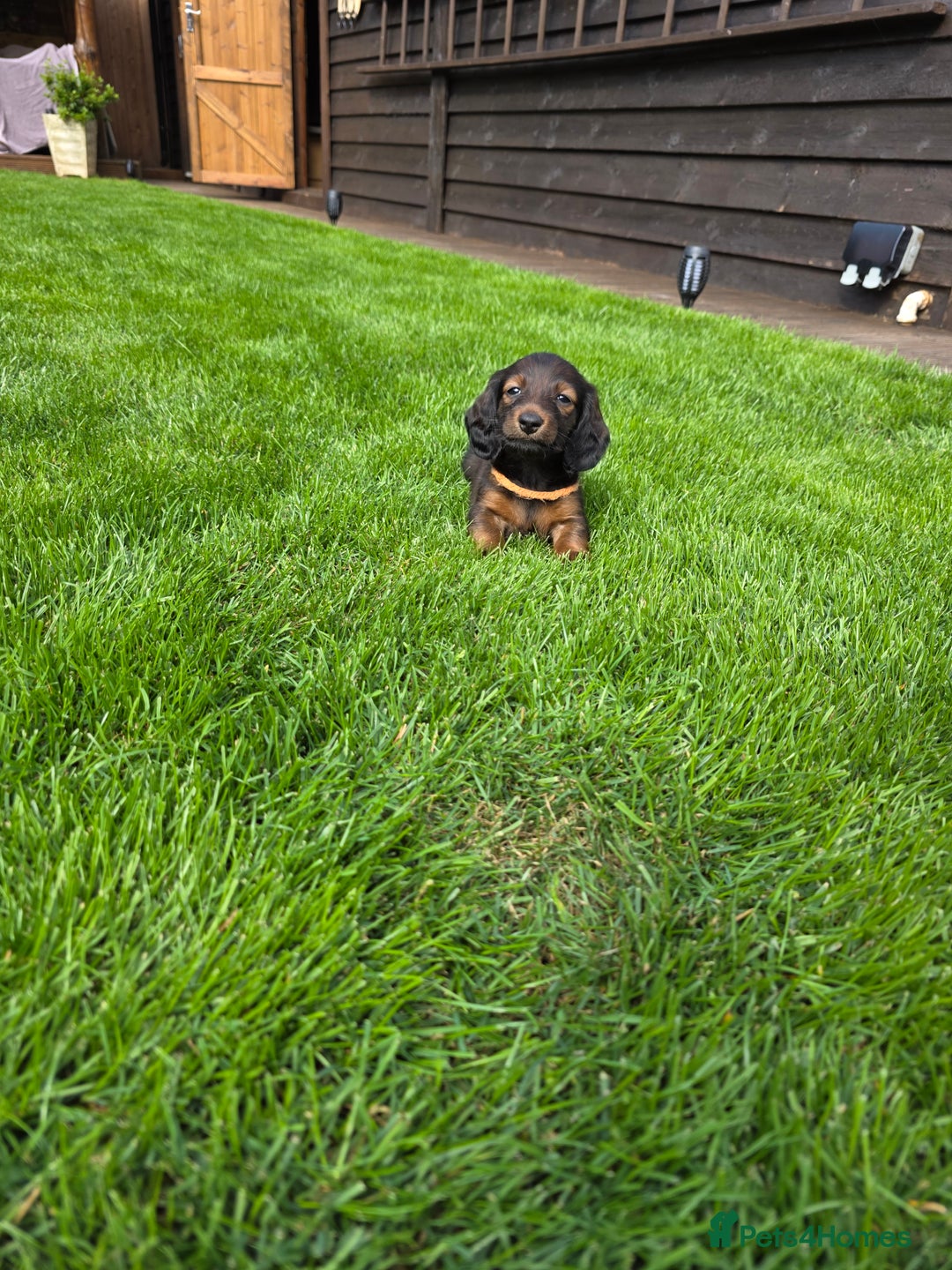 Dachshund dogs for sale: Red long-haired standard dachshund puppies - Image 16