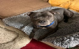 Staffordshire Bull Terrier dogs for sale: Stunning Staffordshire Bull Terrier pups   in Farnborough - Image 5