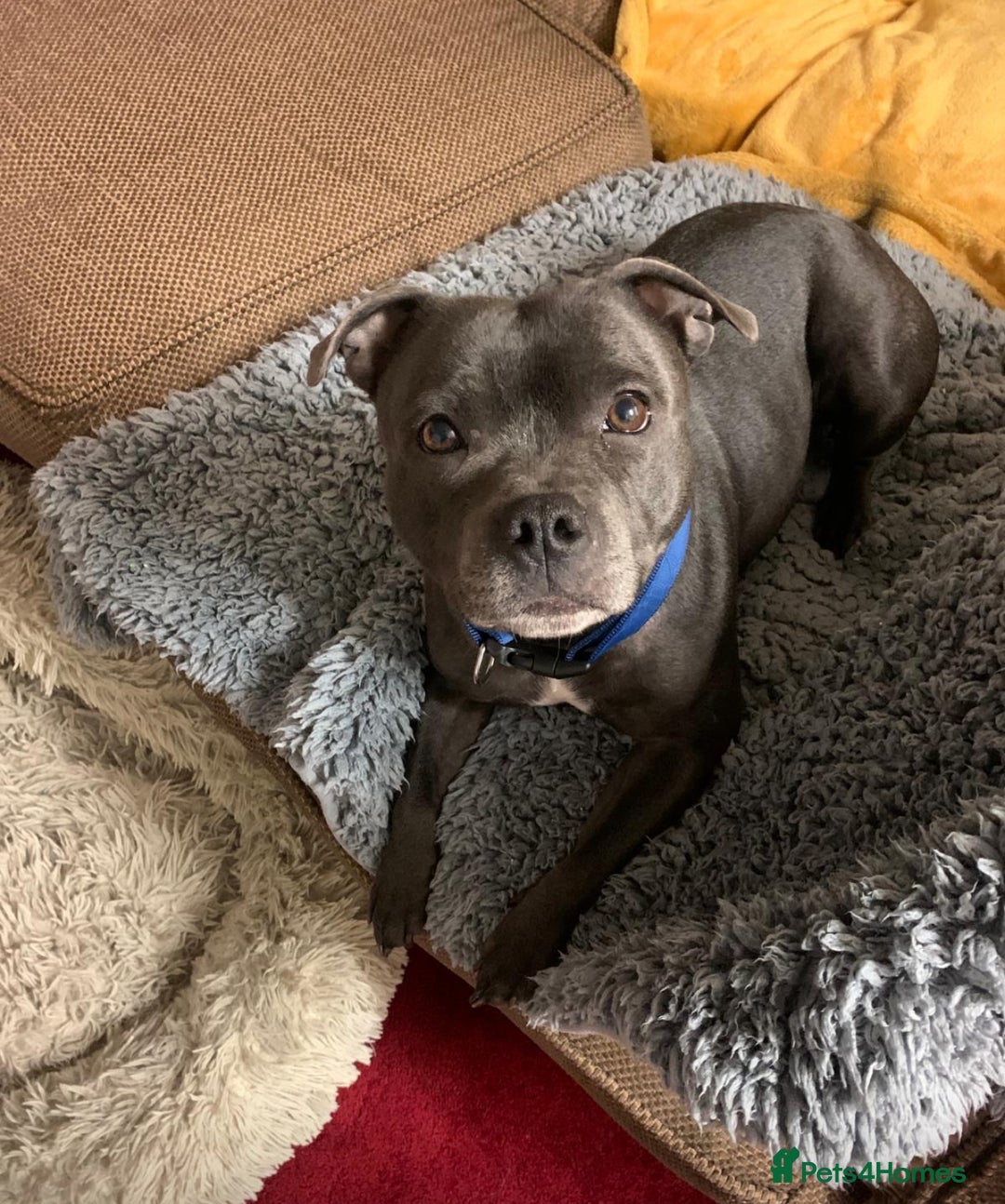 Staffordshire Bull Terrier dogs for sale: Stunning Staffordshire Bull Terrier pups   in Farnborough - Image 5
