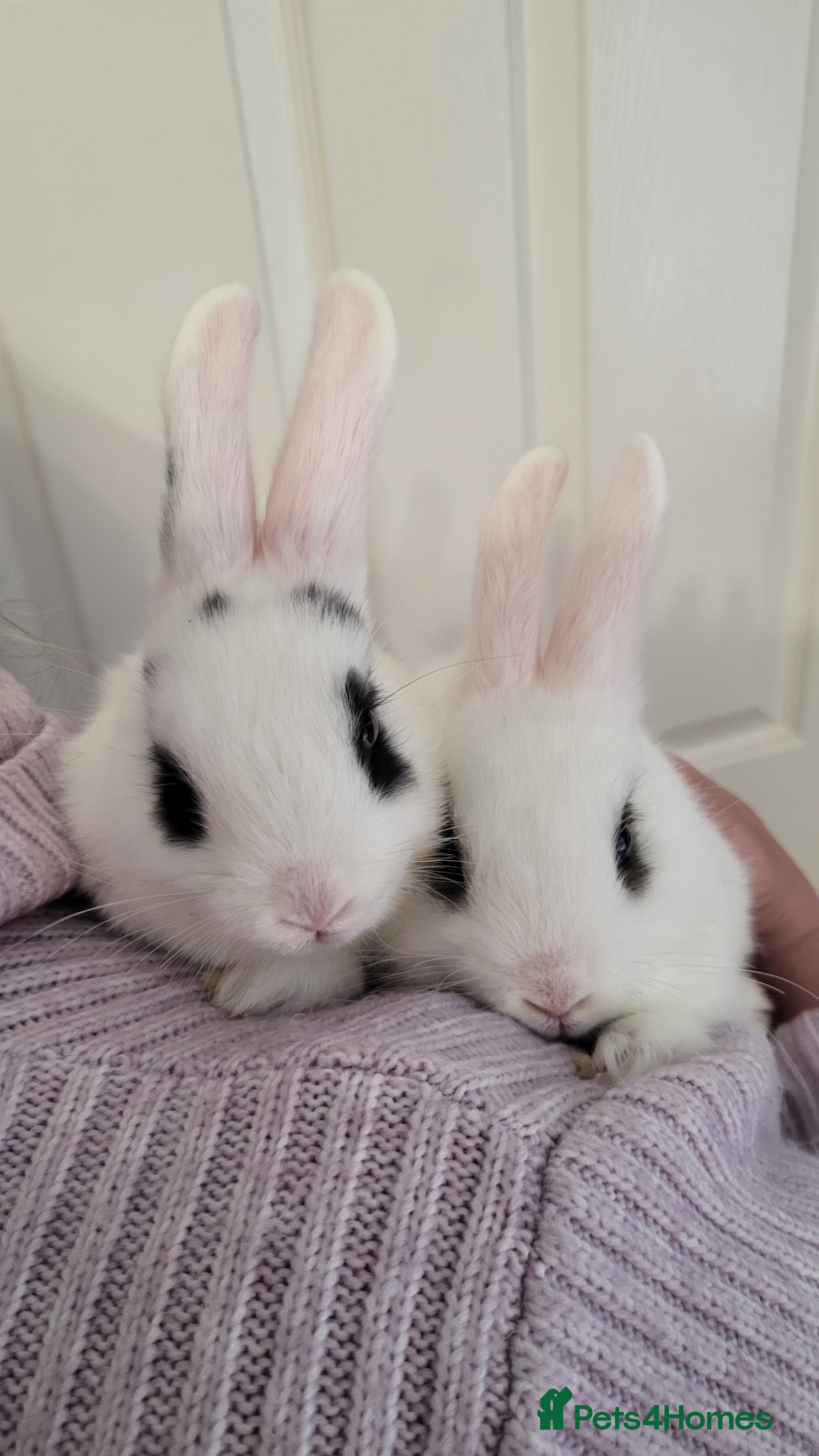 Netherland Dwarf rabbits cute Netherland Dwarf X Mini Lop - Advert 5