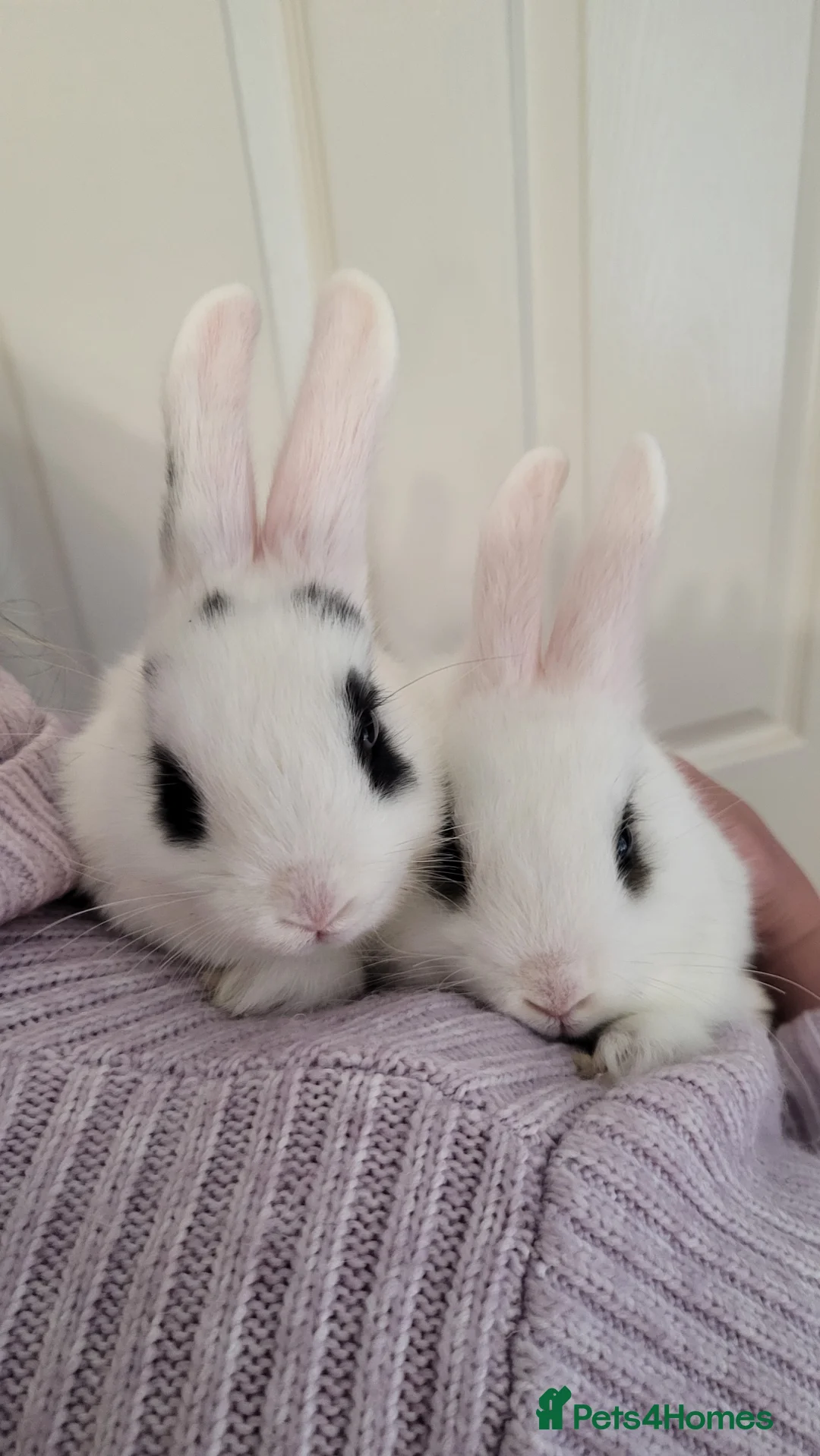 Netherland Dwarf rabbits for sale: cute Netherland Dwarf X Mini Lop - Advert 1