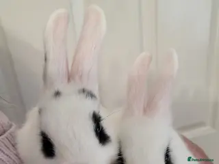 Netherland Dwarf rabbits cute Netherland Dwarf X Mini Lop - Advert 5