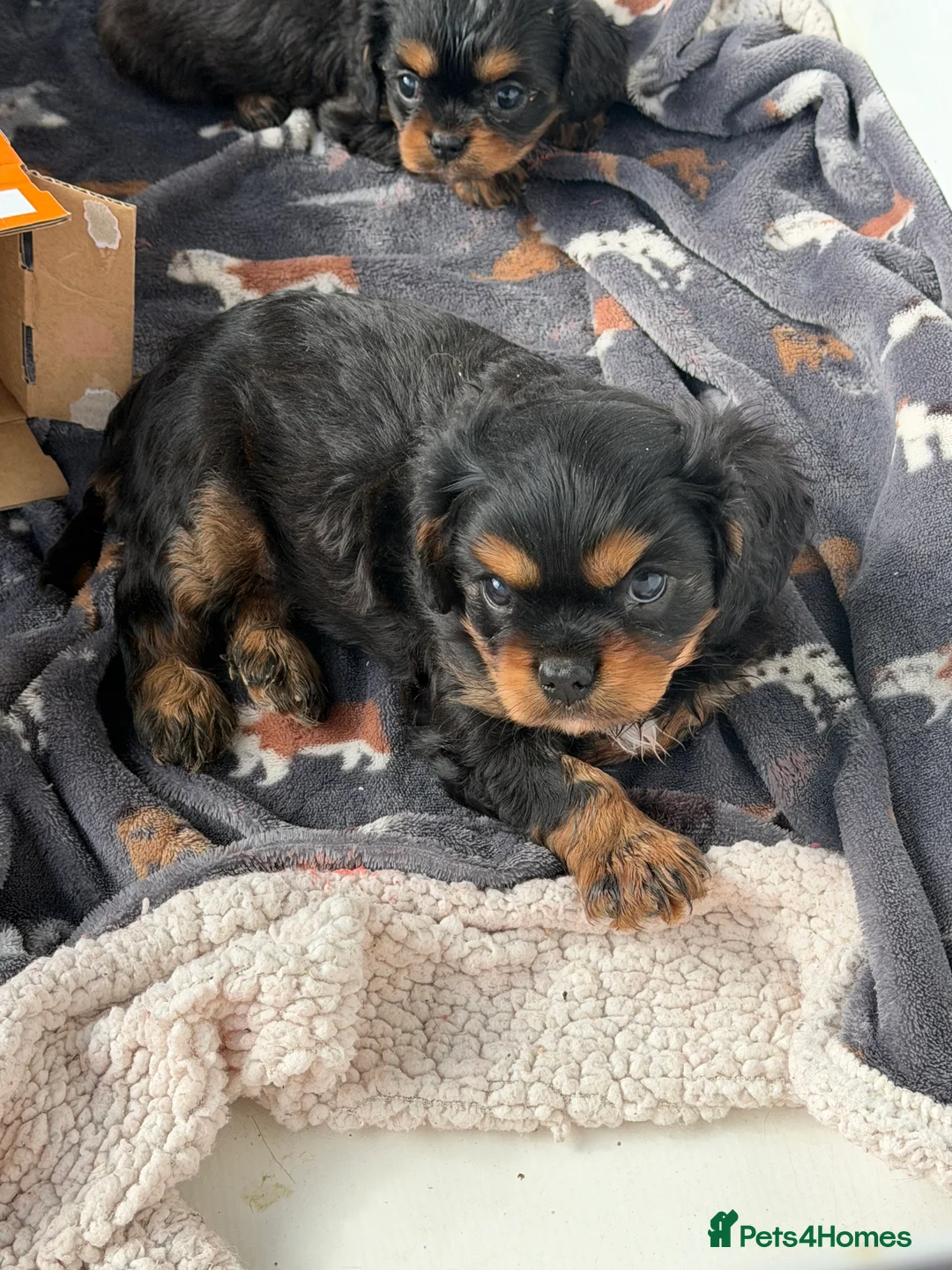 Cavalier King Charles Spaniel dogs for sale: Beautiful cavalier King Charles spaniel puppies - Advert 2