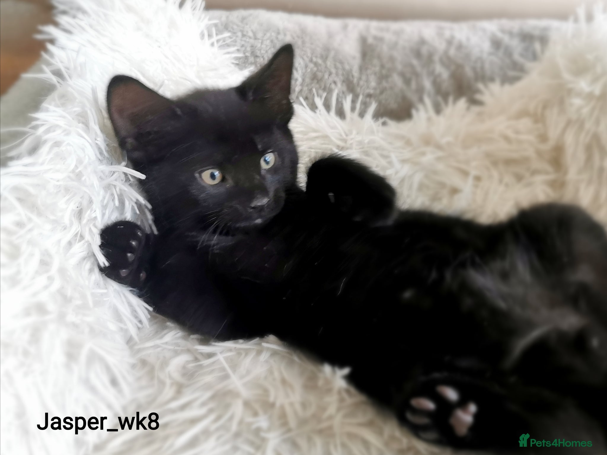 Mixed Breed cats for sale: Gorgeous, sweet natured & very playful kittens in London - Advert 21