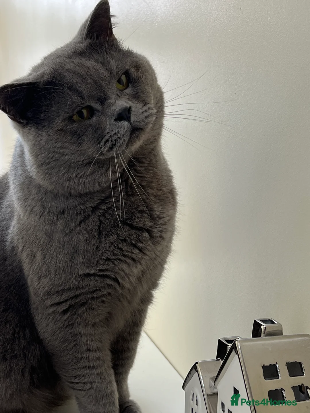 British Shorthair cats for stud: Meet Leo, Active Registered GCCF BHS Stud in Clitheroe - Advert 7