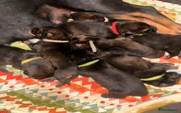 Mixed Breed dogs for sale: Shepweiller Puppies (8/10/25) - Image 1
