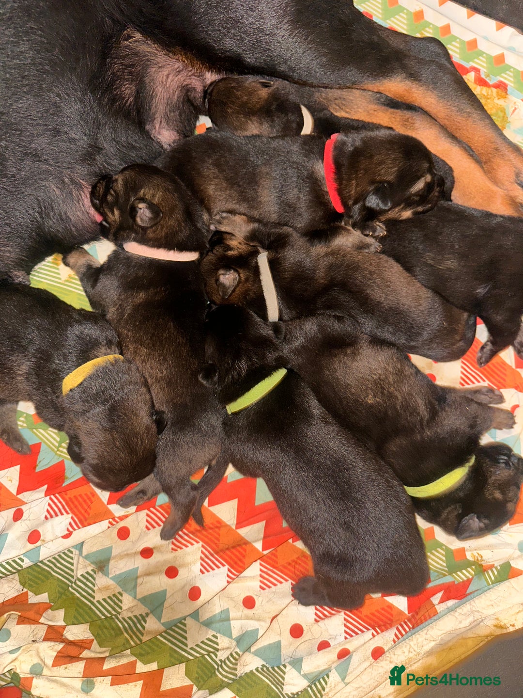 Mixed Breed dogs for sale: Shepweiller Puppies (8/10/25) - Image 1
