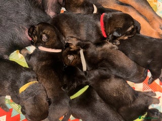 Mixed Breed dogs - Advert 7
