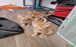 Mixed Breed cats for sale: 2 Ginger Boys, 1 Tabby Girl. Donate to charity - Image 20