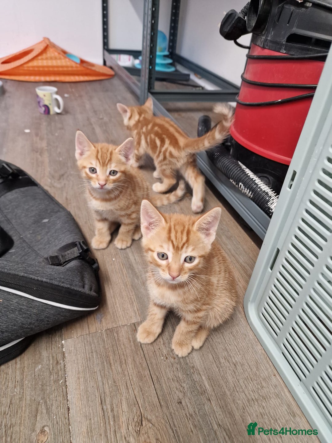 Mixed Breed cats for sale: 2 Ginger Boys, 1 Tabby Girl. Donate to charity - Image 20