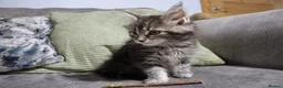 Maine Coon cats for sale: beautiful Maine coon kittens (2 poly) - Advert 11