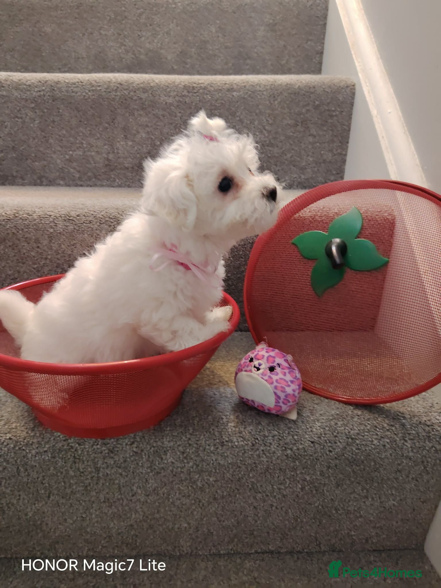 Maltese dogs Pure❤️ Maltese❤️puppies❤️  - Advert 1