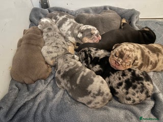 English Bulldog dogs - Advert 27