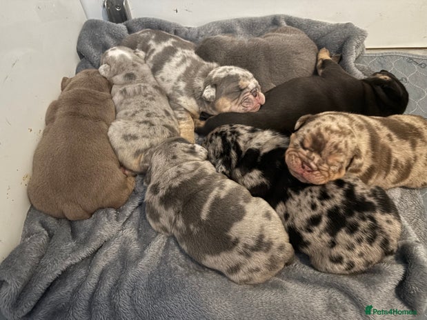 English Bulldog dogs - Advert 1