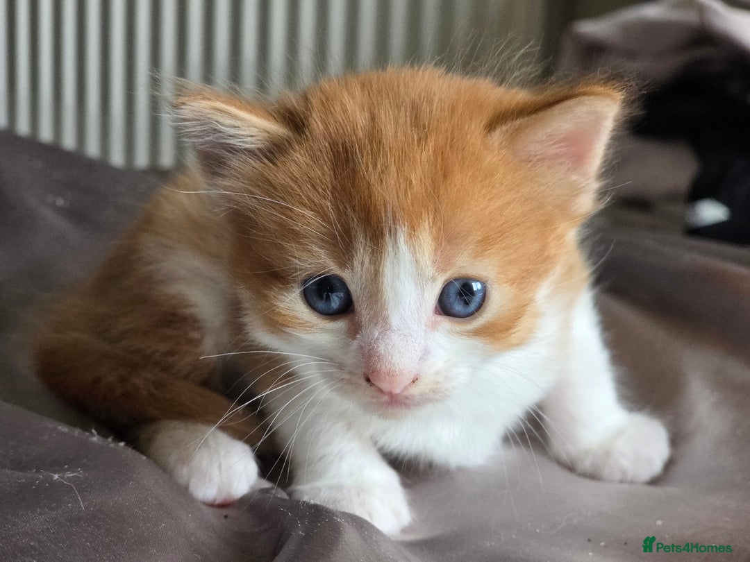 Mixed Breed cats for sale: Gorgeous playful kittens - Image 3