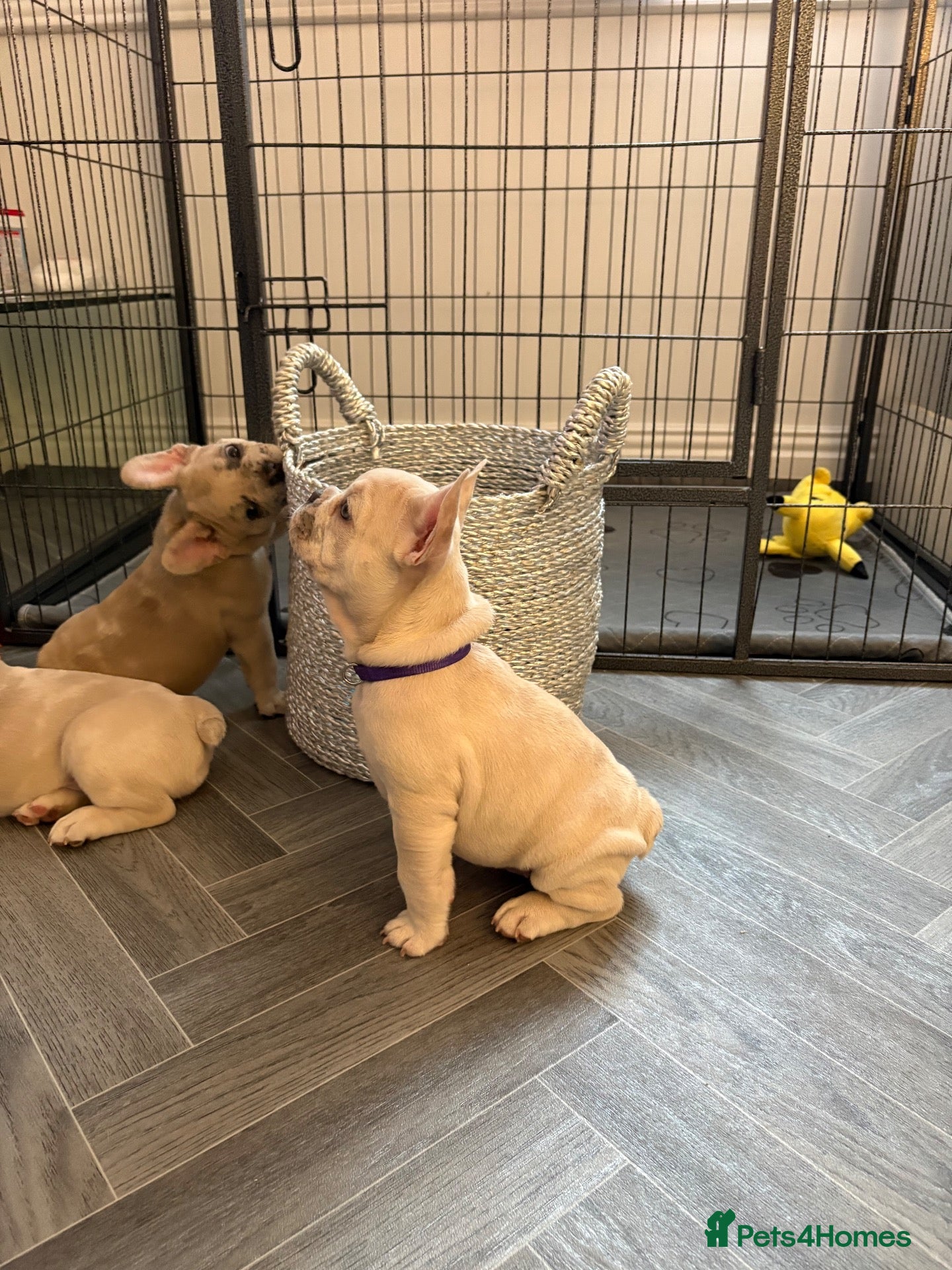French Bulldog dogs French bulldog puppies ready for their new home  - Advert 2