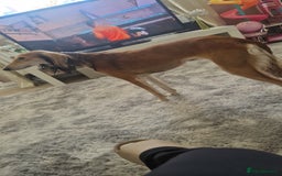 Saluki dogs for sale: 3 year old saluki girl - Image 1