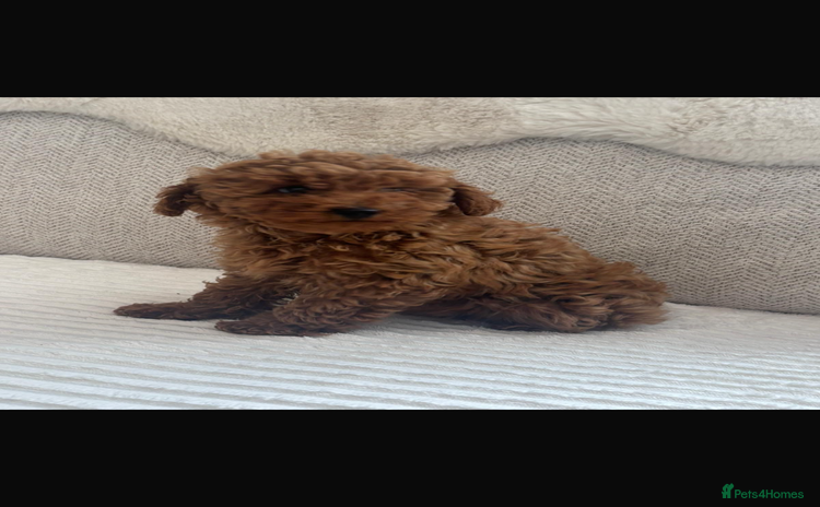Cockapoo dogs - Advert 1
