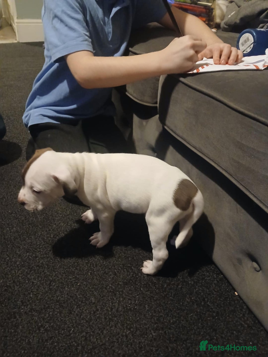 Mixed Breed dogs for sale: White n brown  - Advert 2