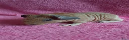 Guinea Pig rodents for sale: Skinny pigs with pedigrees. - Advert 4