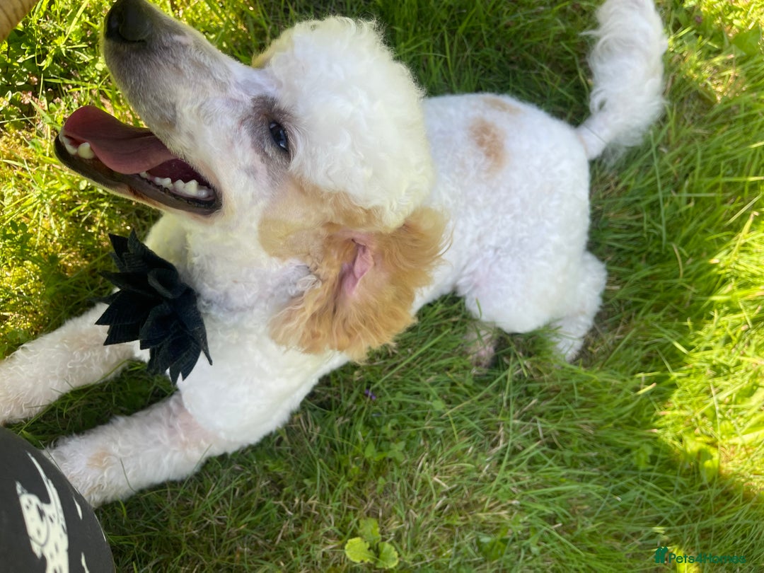 Miniature Poodle dogs for stud: Red/aipricot parti poodle. DNA clear  in Porth - Advert 7