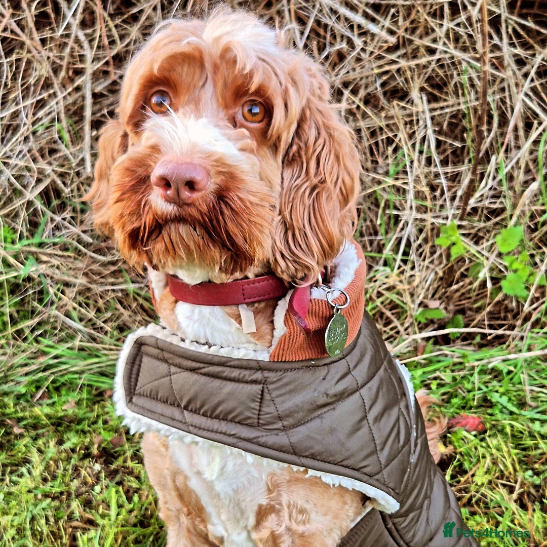 Australian Labradoodle dogs for sale: 1 boy and 1 girl left - Advert 10