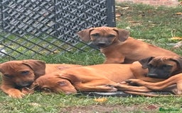 Rhodesian Ridgeback dogs for sale: Kc registered Rhodesian Ridgebacks puppies - Image 2