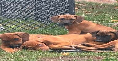 Rhodesian Ridgeback dogs - Advert 11