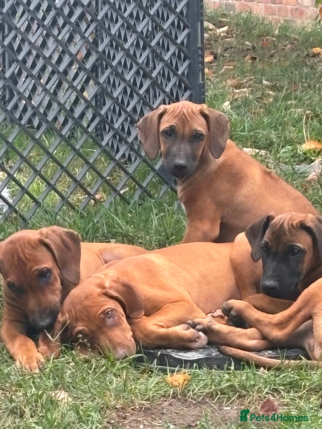 Rhodesian Ridgeback dogs for sale: Kc registered Rhodesian Ridgebacks puppies - Image 2