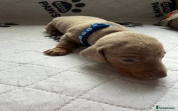 Dachshund dogs for sale: Litter of miniature dachshunds born 12/9/25 - Image 5