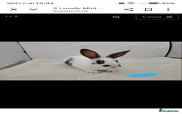 Rex rabbits for sale: 4 lovely friendly mini rex boys - Image 2