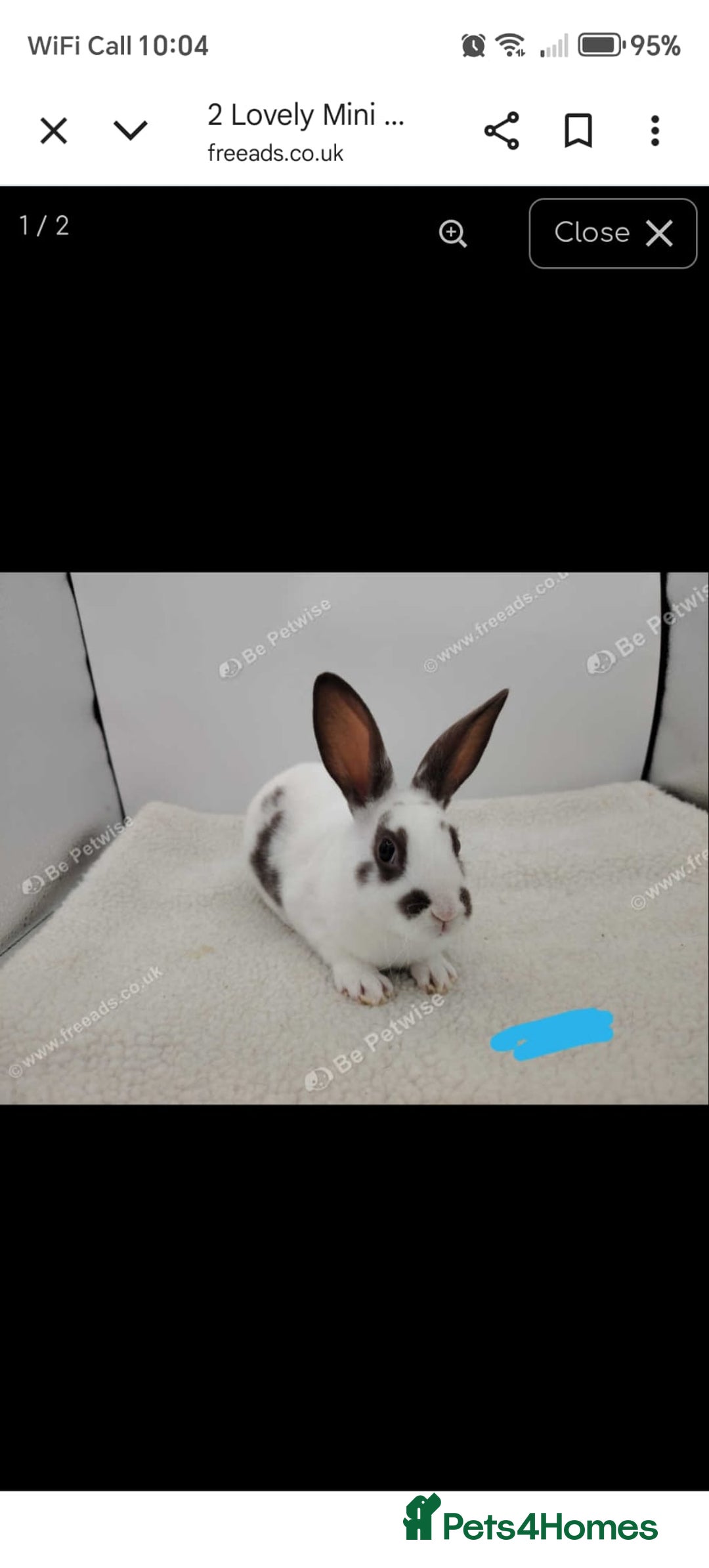 Rex rabbits for sale: 4 lovely friendly mini rex boys - Image 2