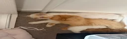 Persian cats for sale: Rare Persian Kittens - White & Rare Ginger Female in London - Advert 9