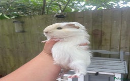 Guinea Pig rodents for sale: Peruvian cross Silkie baby gunieapigs  - Image 5