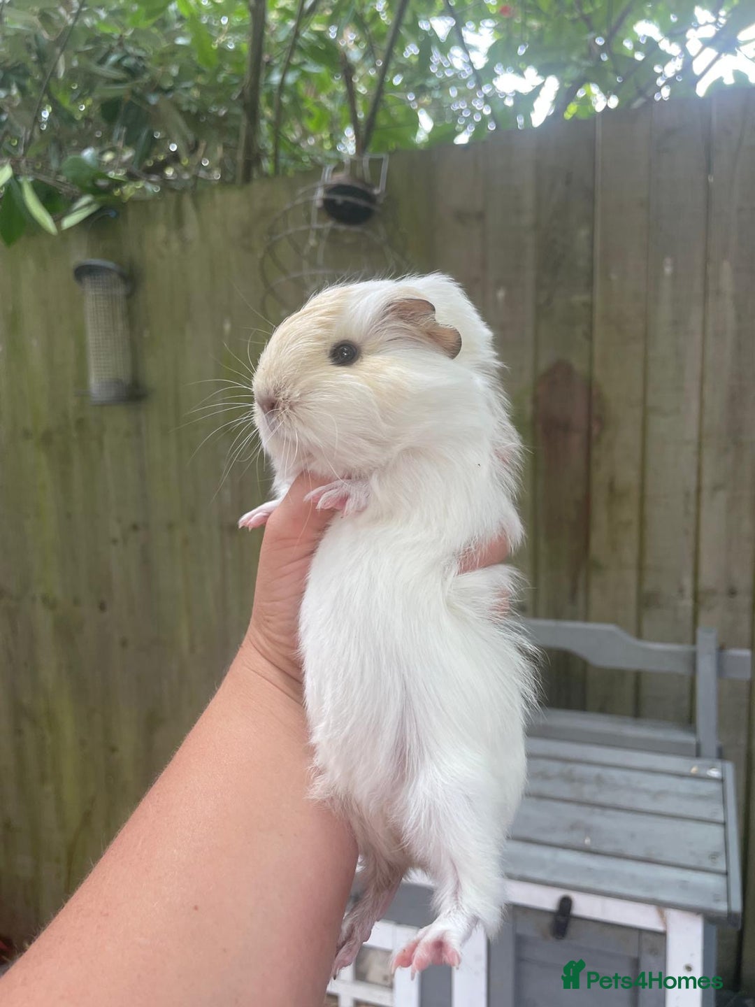 Guinea Pig rodents for sale: Peruvian cross Silkie baby gunieapigs  - Image 5