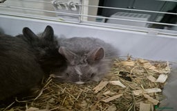 Lionhead rabbits for sale: Lionhead x angora rabbits  - Advert 2