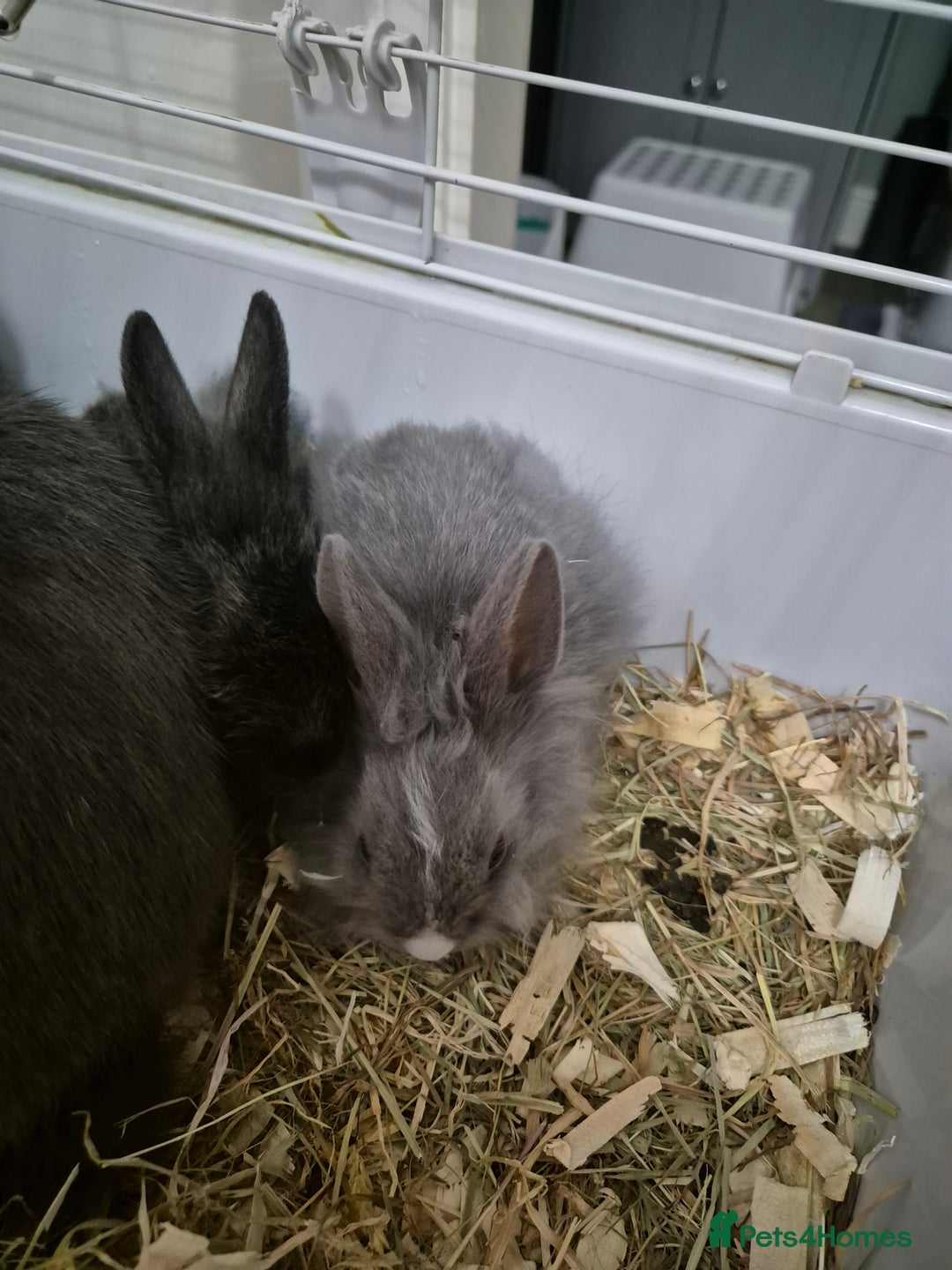 Lionhead rabbits for sale: Lionhead x angora rabbits  - Advert 2