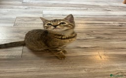 Mixed Breed cats for sale: Pixie bob mixed kittens - Image 24