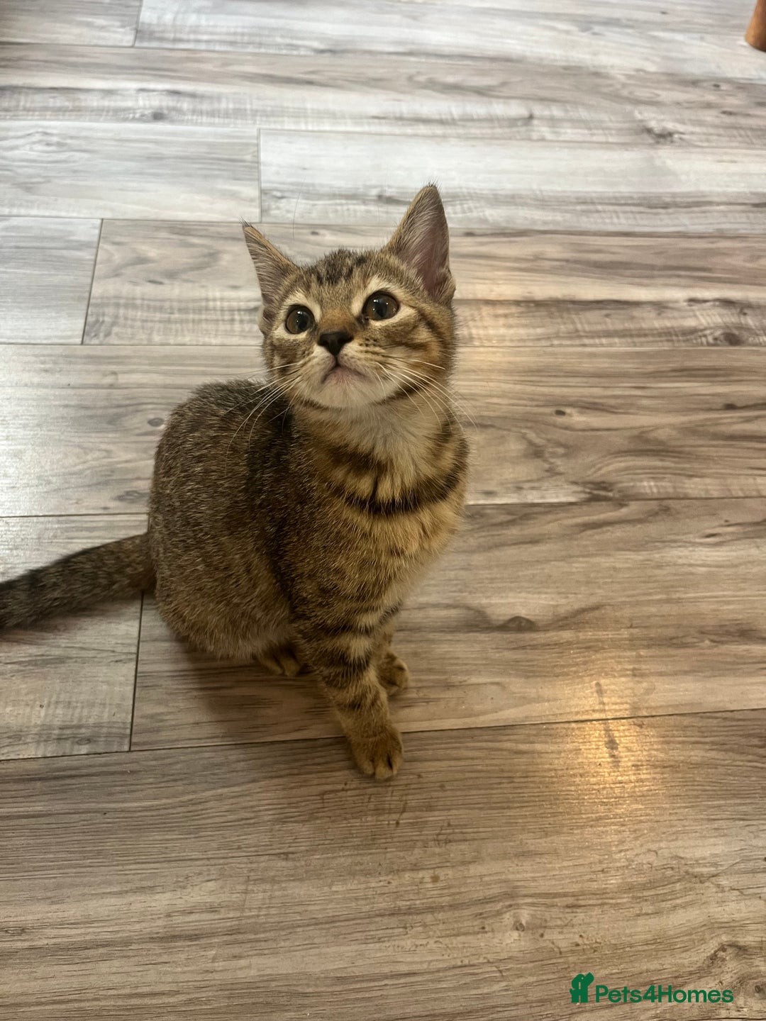 Mixed Breed cats for sale: Pixie bob mixed kittens - Image 24