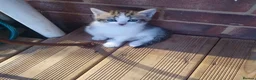 Mixed Breed cats for sale: 2 female kittens for sale - Advert 7