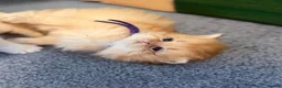 British Shorthair cats for sale: TOCA registered gorgeous British Shorthair Kittens - Advert 6