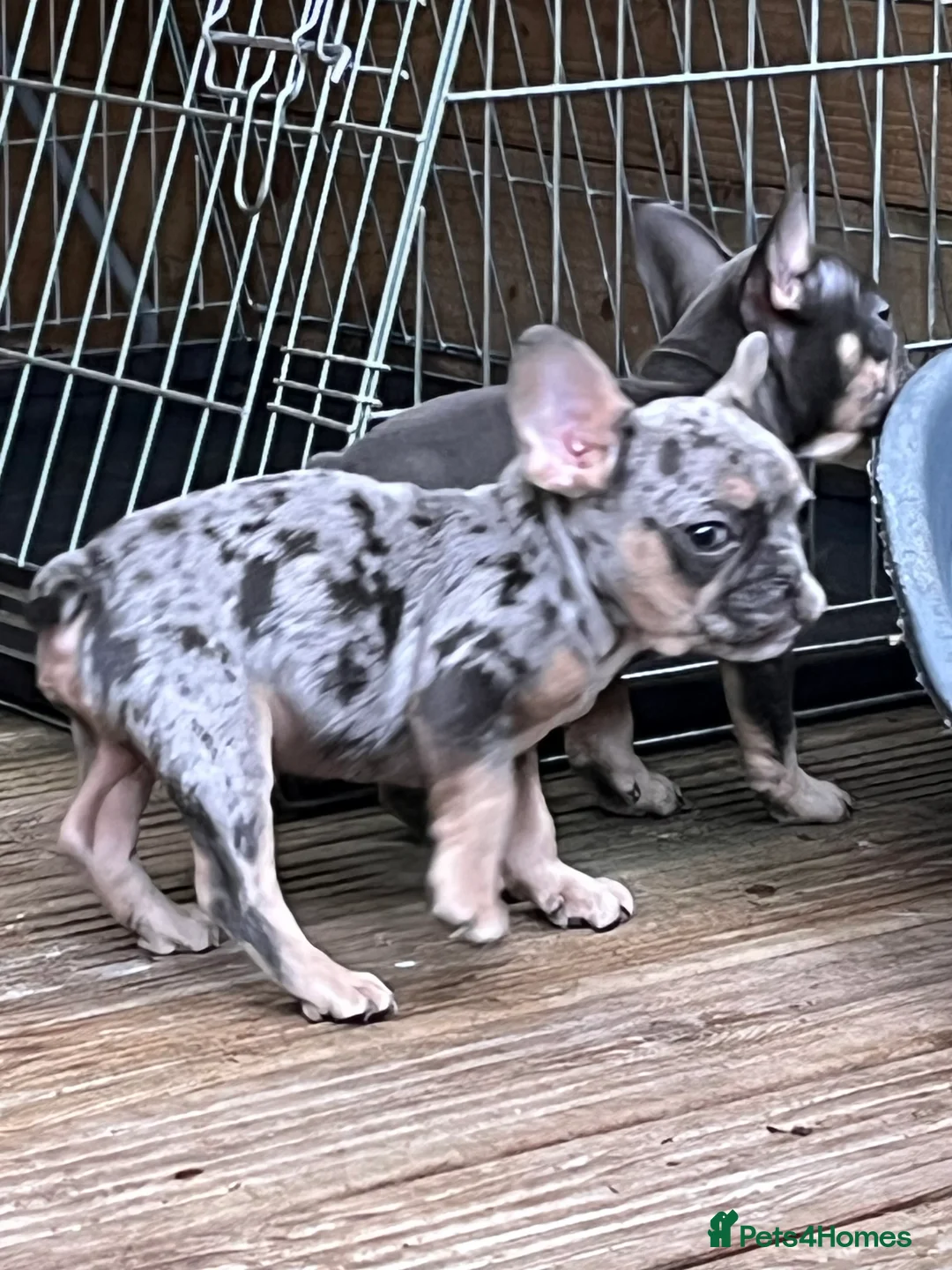French Bulldog dogs for sale: Beautiful French bulldog pups ready to leave now - Advert 17