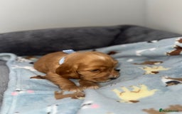 Cocker Spaniel dogs for sale: Beautiful show type cocker spaniel puppies  - Image 21