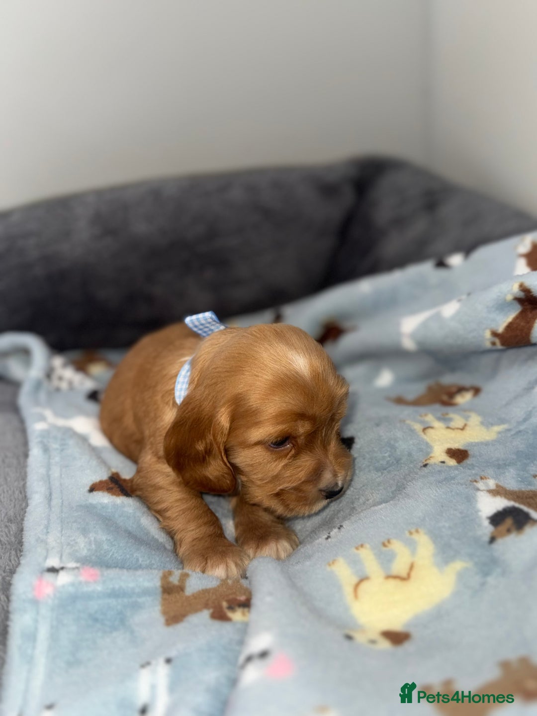 Cocker Spaniel dogs for sale: Beautiful show type cocker spaniel puppies  - Image 21