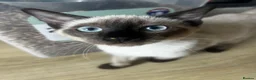 Siamese cats for sale: Beautiful chocolate Siamese girl - Advert 2