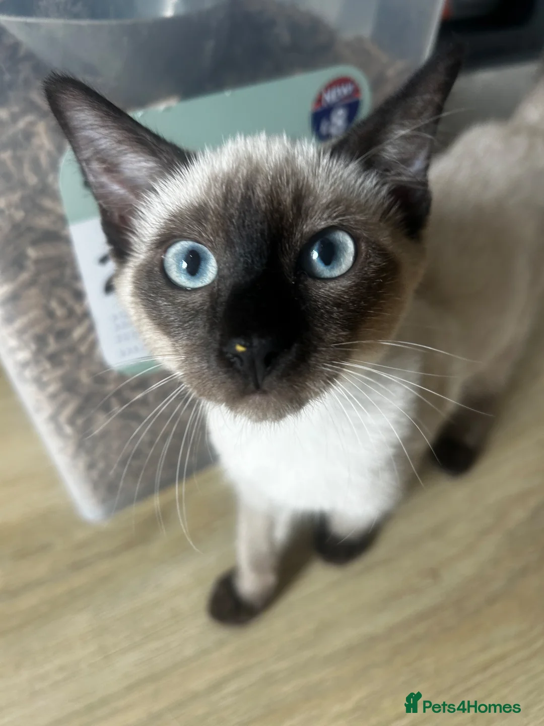 Siamese cats for sale: Beautiful chocolate Siamese girl - Advert 2