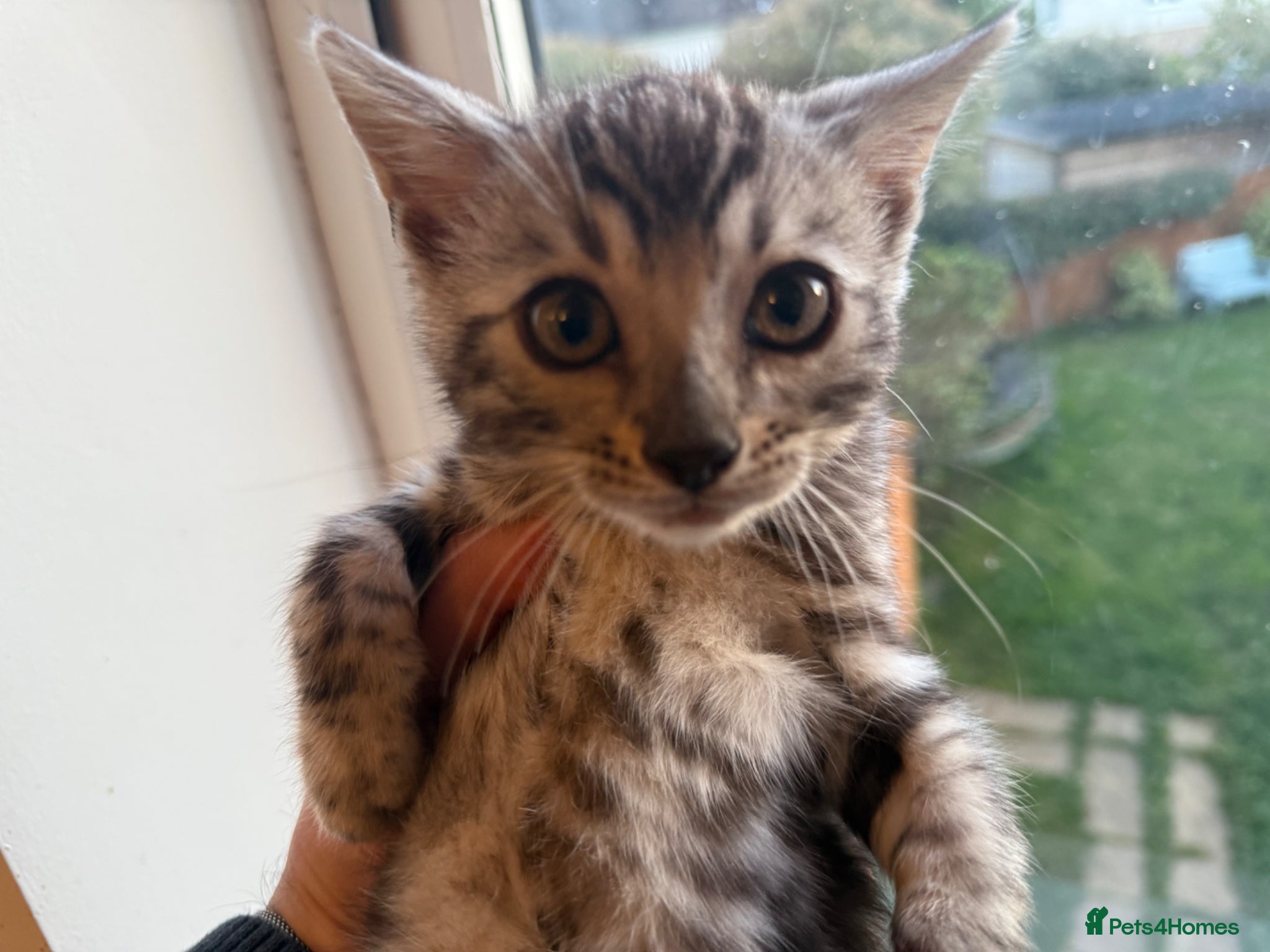 Bengal cats Rare Silver Grey Marbled Bengal TICA Kittens  - Advert 2