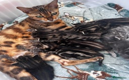 Bengal cats for sale: Bengal cross kittens  - Image 10